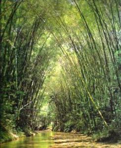 6 bambusa guadua